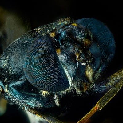 Black Soldier Fly larvae